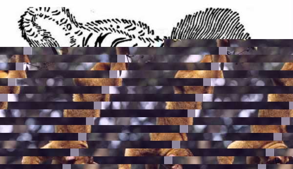 五条腿的动物有没有