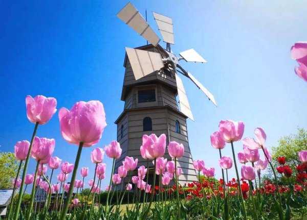 郁金香泡沫事件