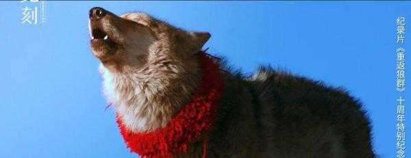 重返狼群格林现状