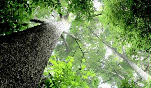 金丝楠木鉴别真假只需3秒