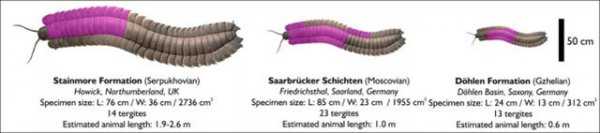 千足虫有多少只脚