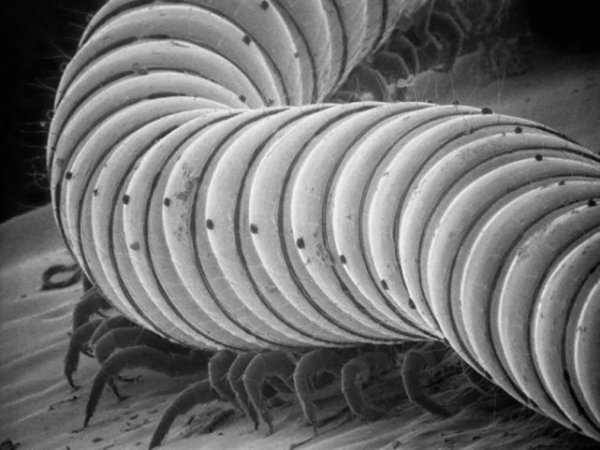 千足虫有多少只脚