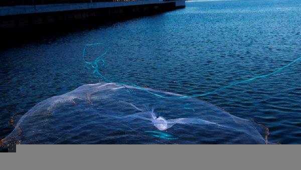 禁渔期是什么时候