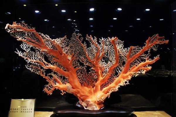 珊瑚属于植物还是动物