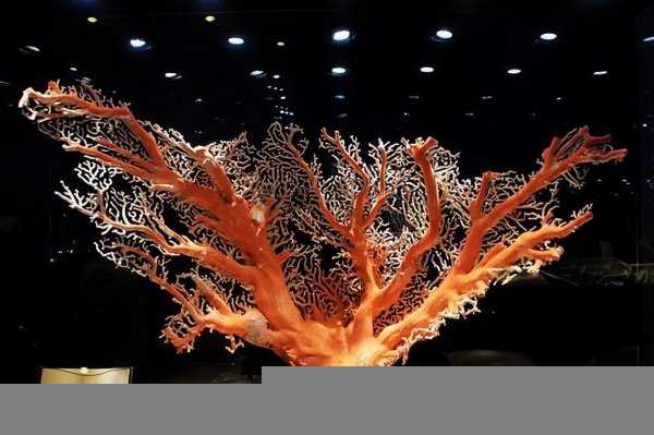 珊瑚属于植物还是动物