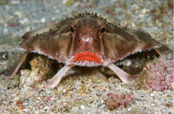 世界上不会游泳的鱼