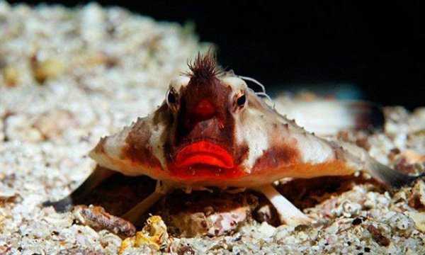 世界上不会游泳的鱼